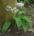 /album/fotogalerie/a300px-ramsons-700-1-jpg1/